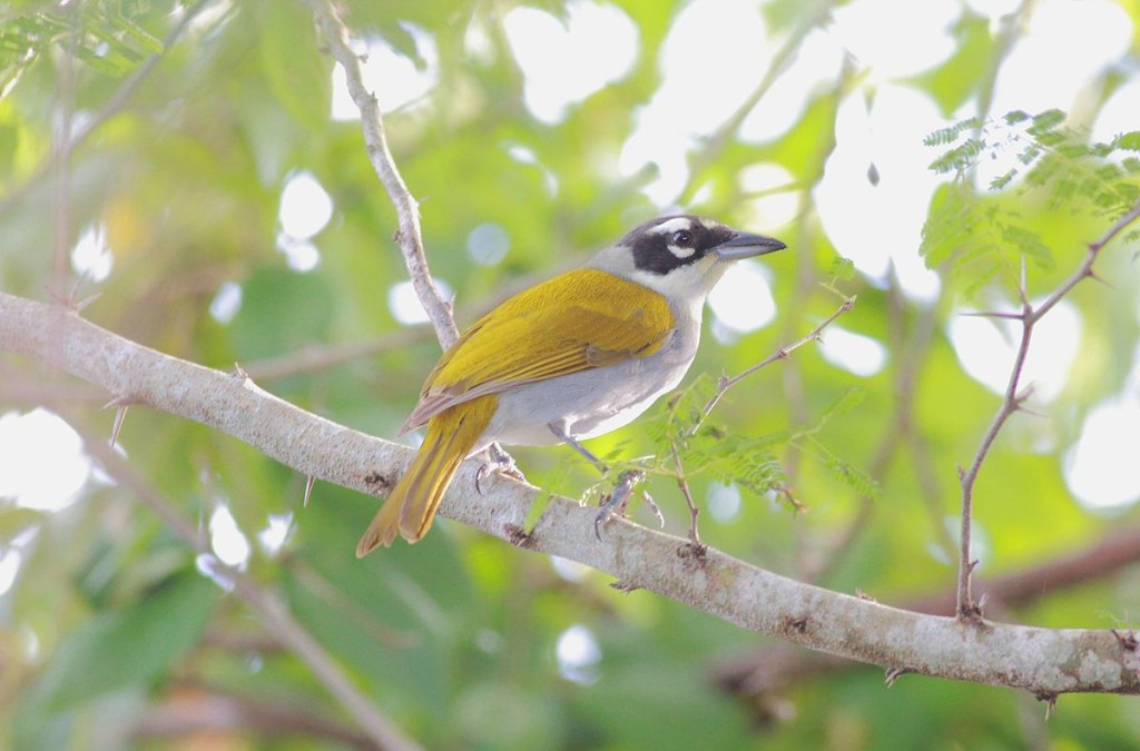 habitat do black-crowned tanager