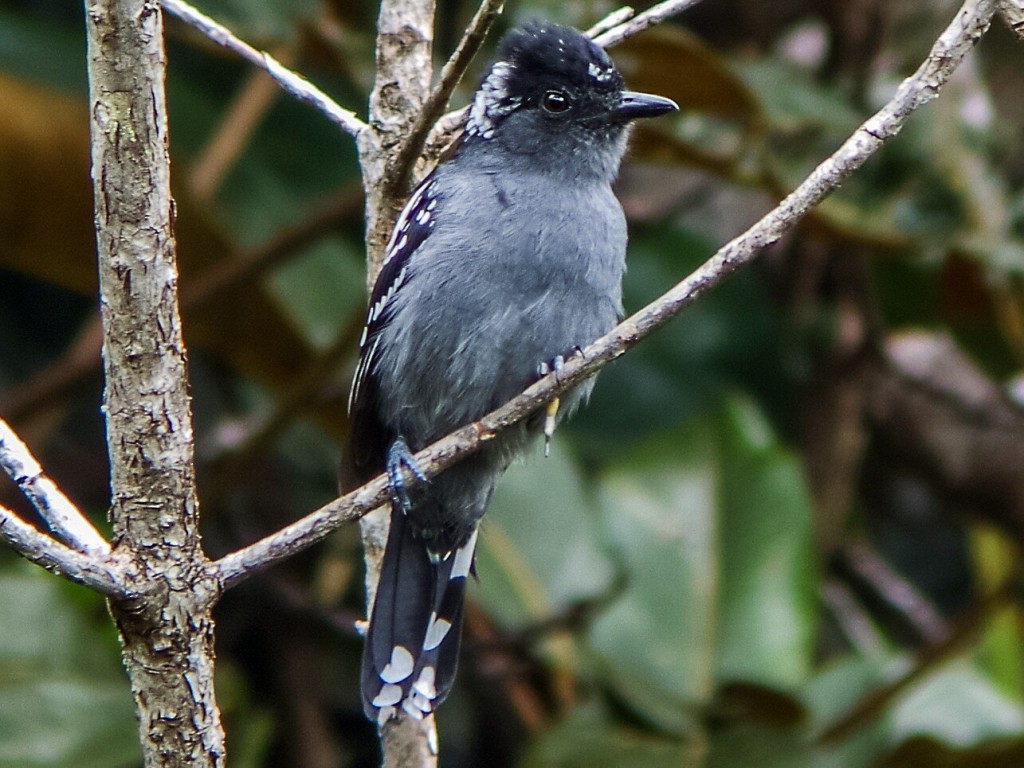 habitat do choca-canela