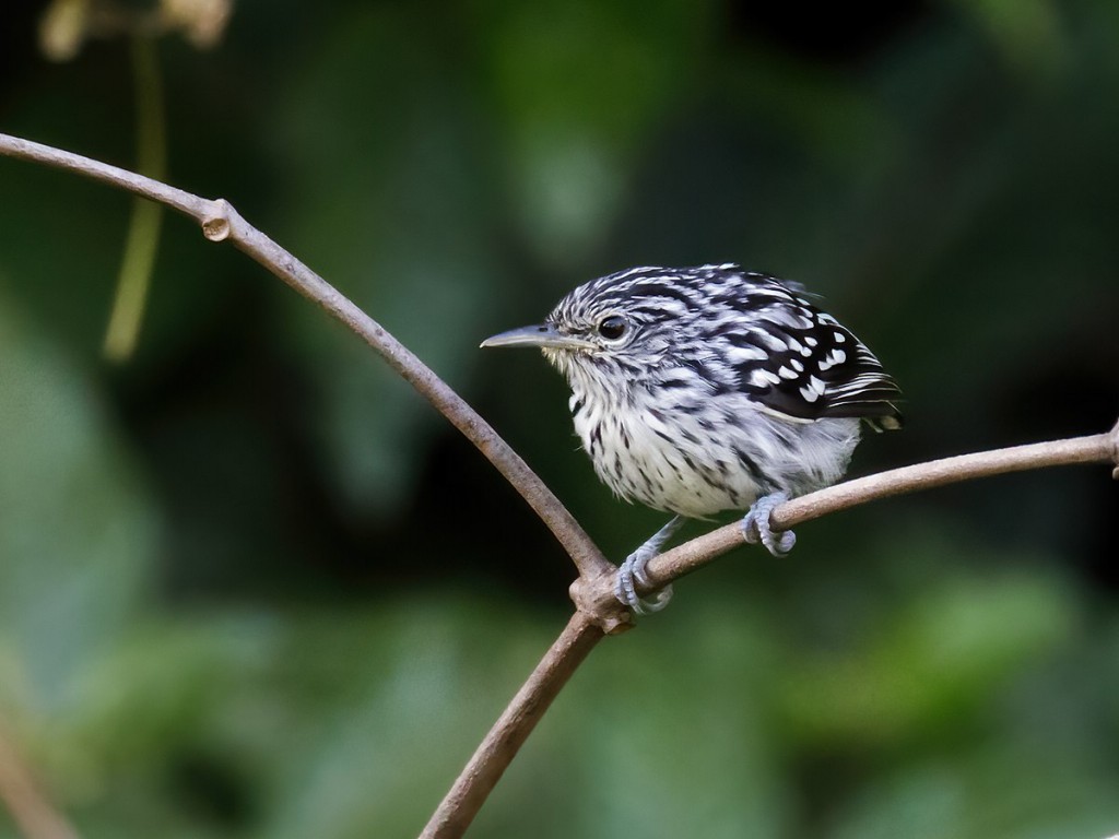 habitat do choquinha-de-peito-riscado