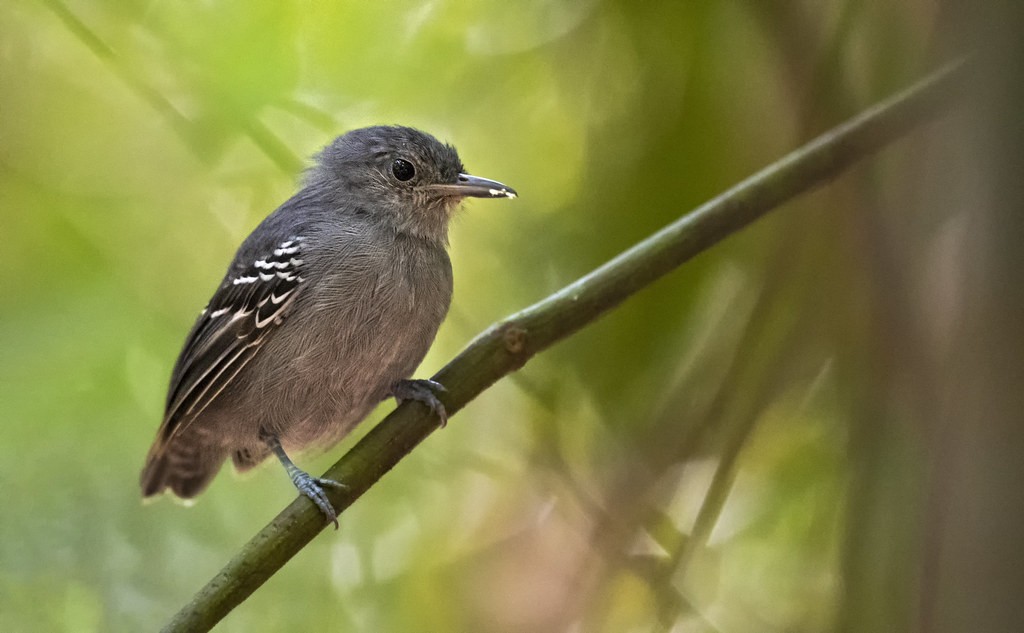 habitat do choquinha-de-rabo-cintado