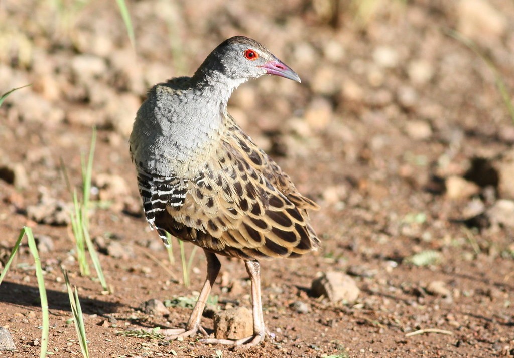 habitat do codornizao-africano