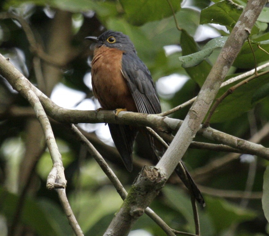 habitat do cuco-de-peito-castanho