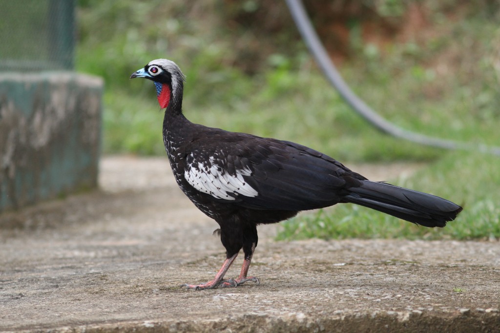 habitat do cujubi