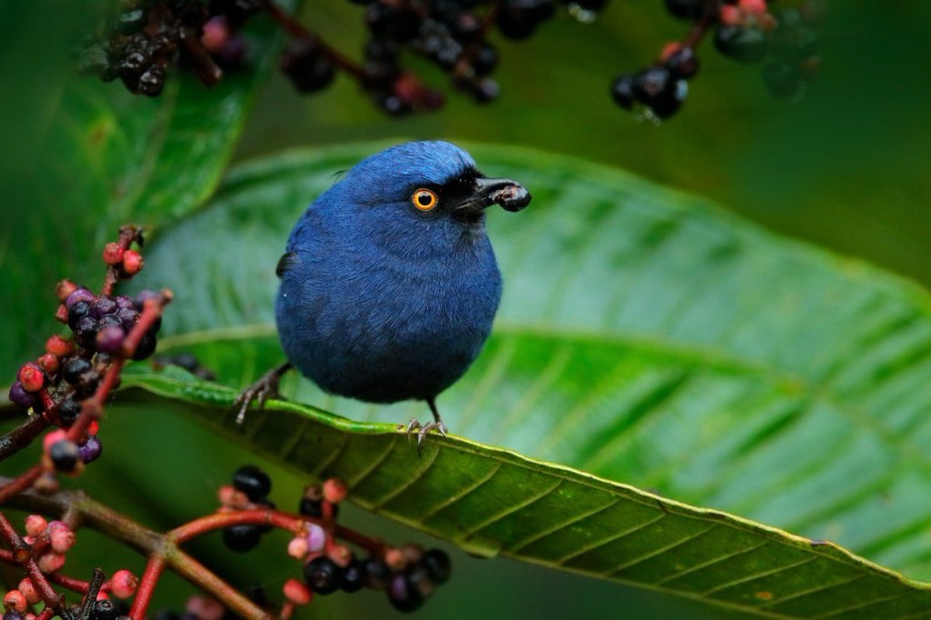 habitat do diglosa azul