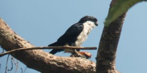 habitat do falconete bicolor