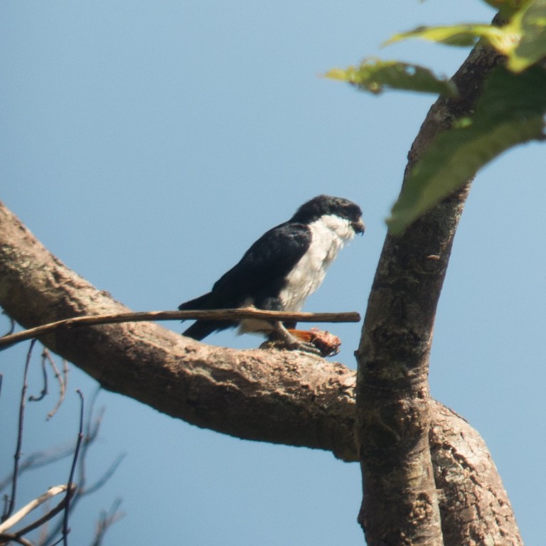 habitat do falconete bicolor