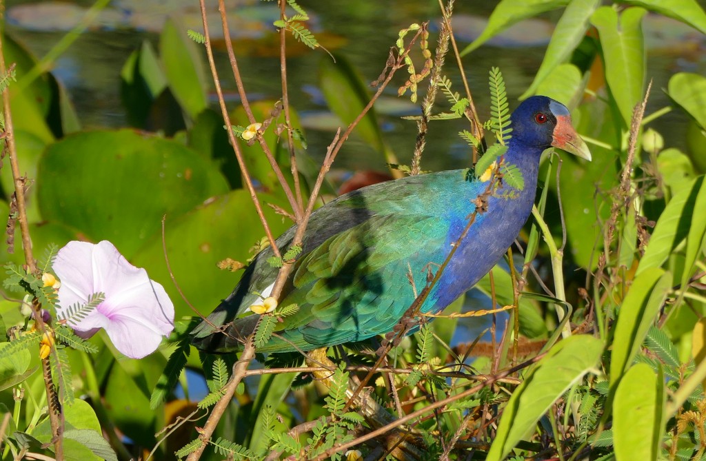 habitat do frango-de-agua-azul