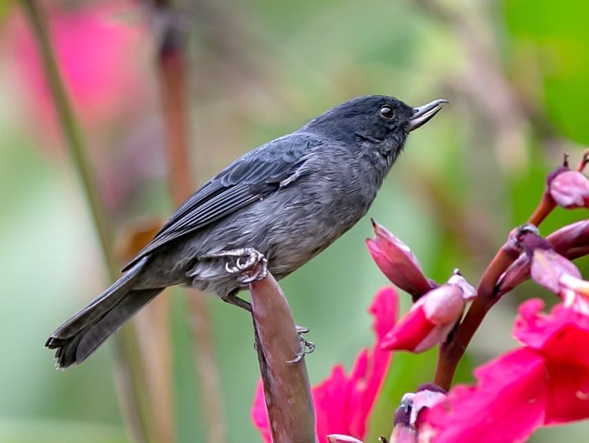 habitat do fura-flor-plumbeo