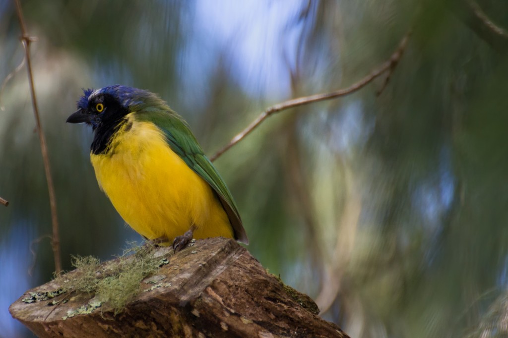 habitat do gaio-verde