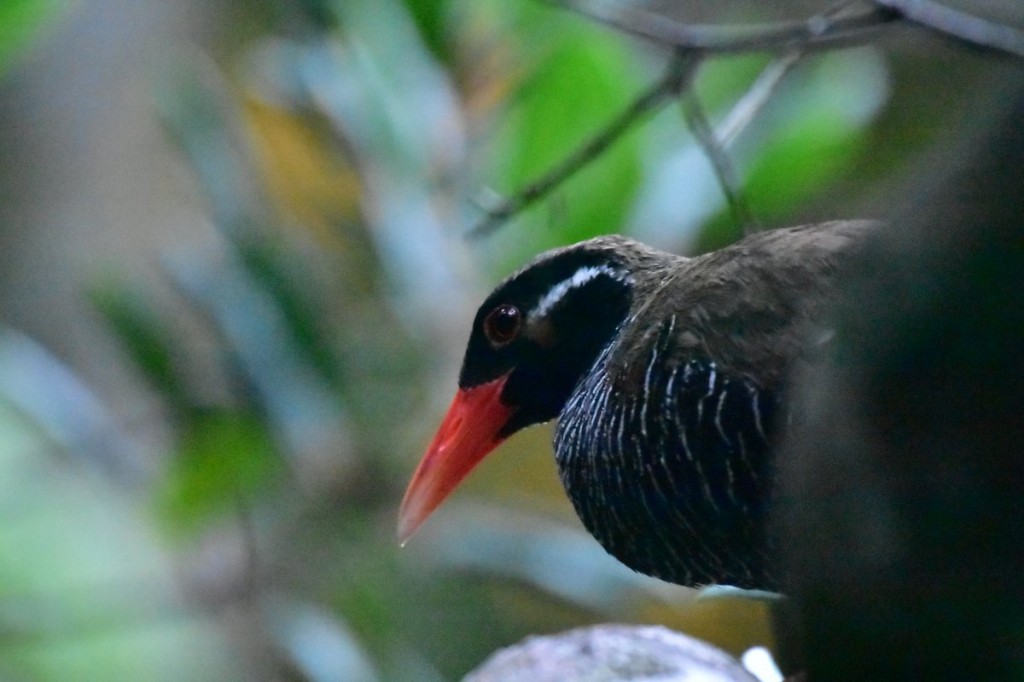 habitat do gallirallus okinawae