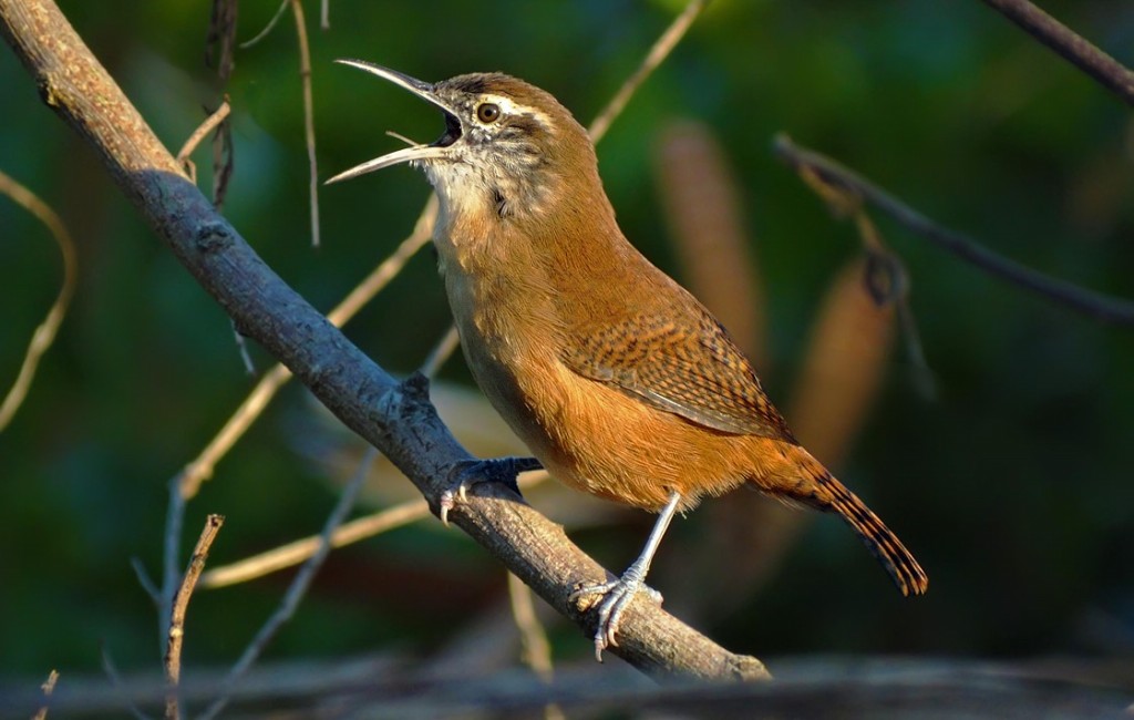 habitat do garrinchao-de-barriga-vermelha