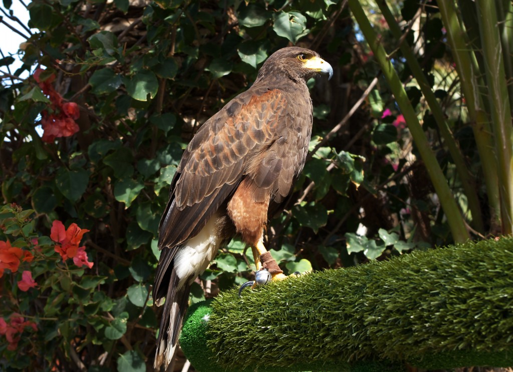 habitat do gaviao-asa-de-telha