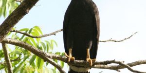 habitat do gaviao-caranguejeiro-negro