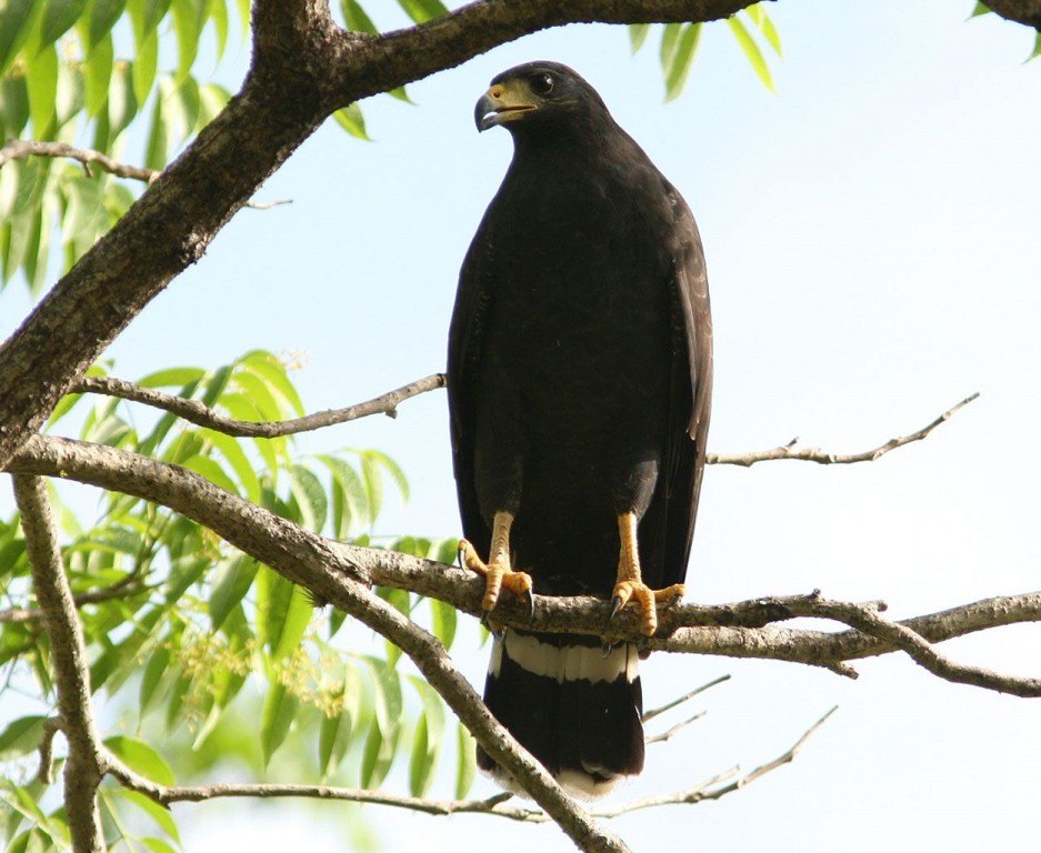 habitat do gaviao-caranguejeiro-negro