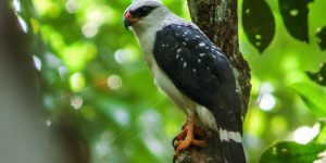 habitat do gaviao-de-cara-preta