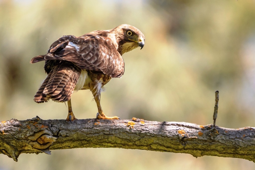 habitat do gaviao-de-cauda-curta