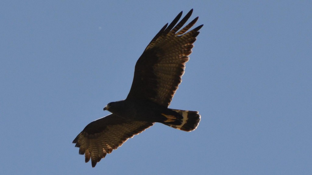 habitat do gaviao-de-rabo-barrado