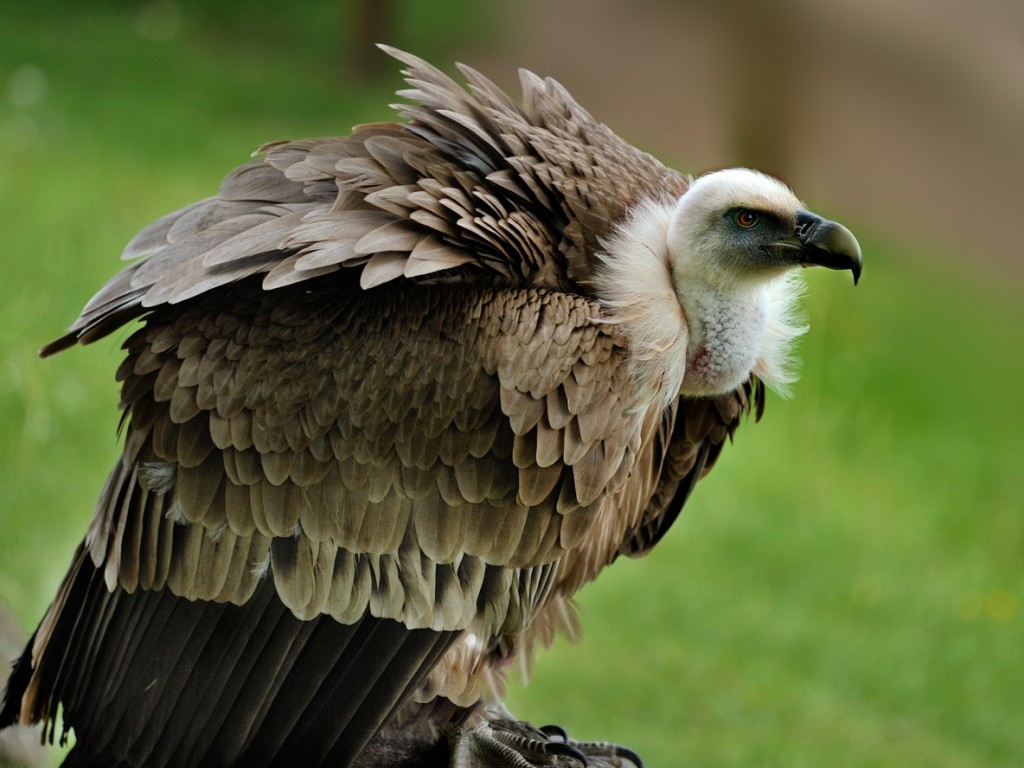 habitat do grifo-eurasiático