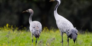 habitat do grou-australiano