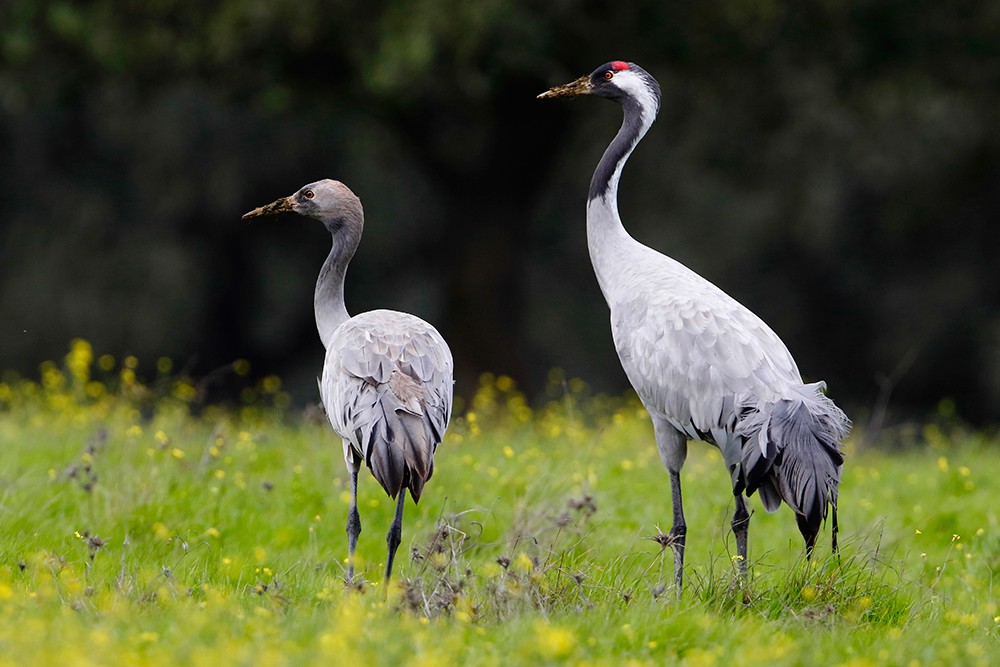 habitat do grou-australiano