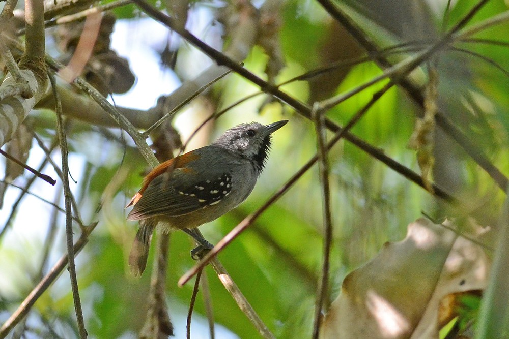 habitat do hoquinha-de-garganta-carijo