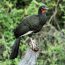 habitat do jacu-do-planalto