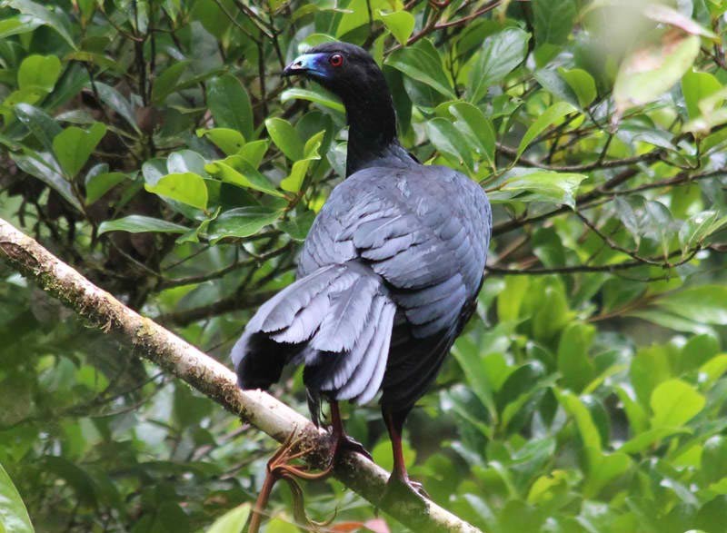 habitat do jacu-preto