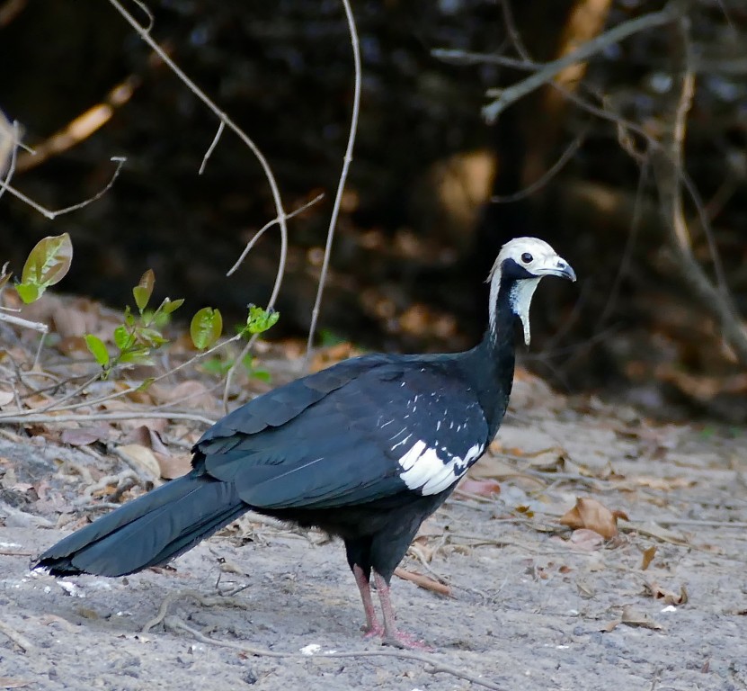 habitat do jacutinga-de-trinidad