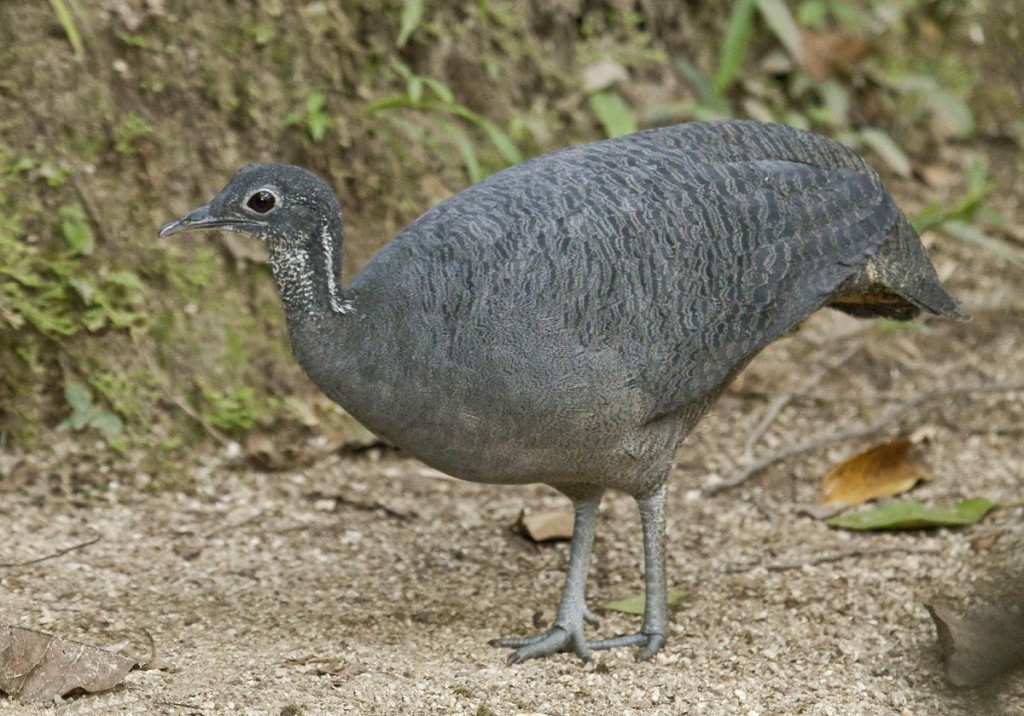 habitat do macuco-preto