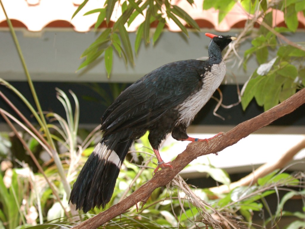 habitat do mutum-cornudo