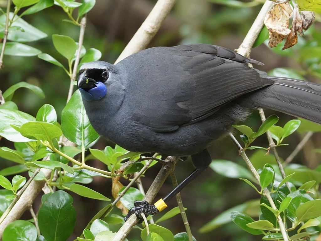 habitat do north island kokako