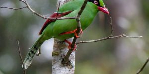 habitat do pega verde de borneu