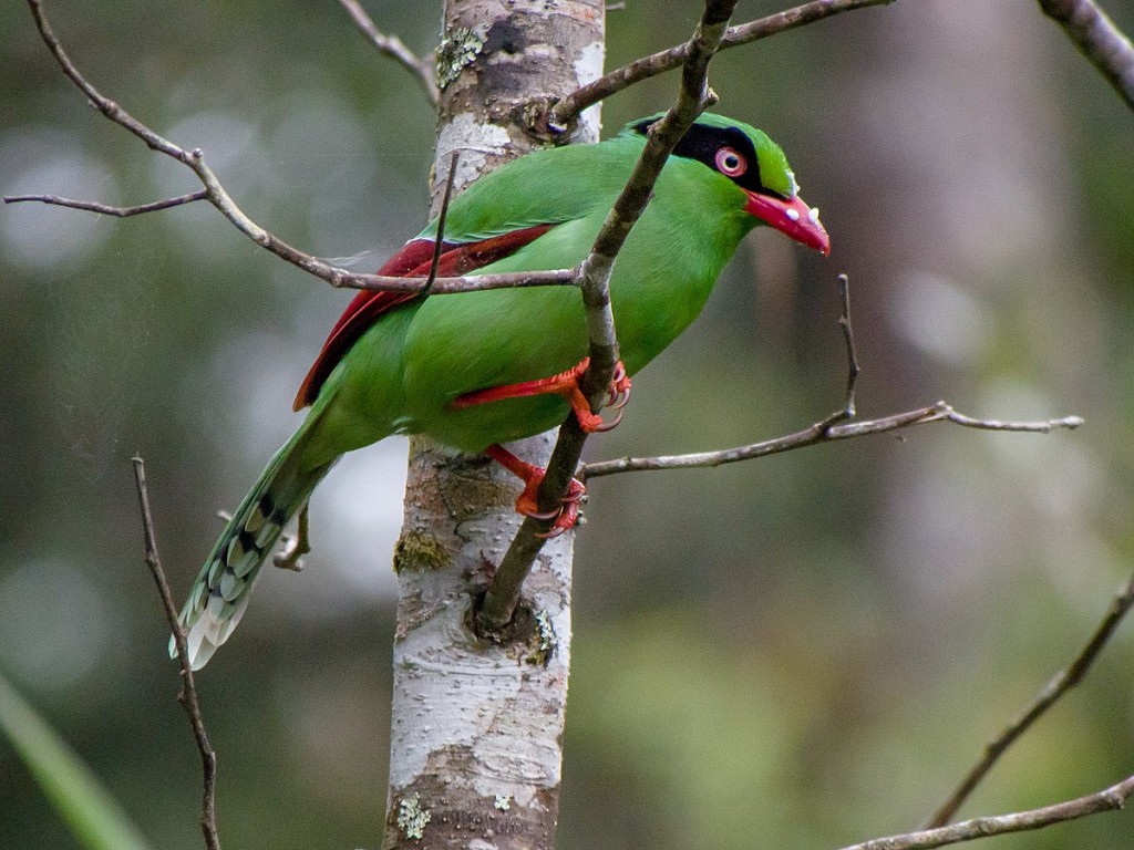 habitat do pega verde de borneu