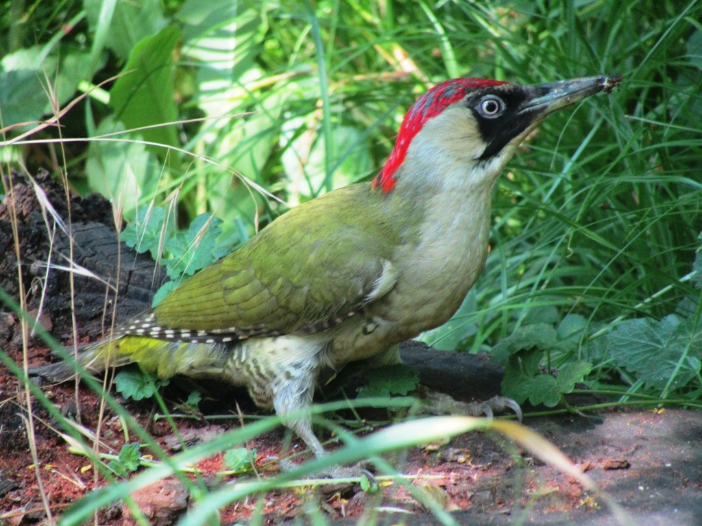 habitat do peto-verde