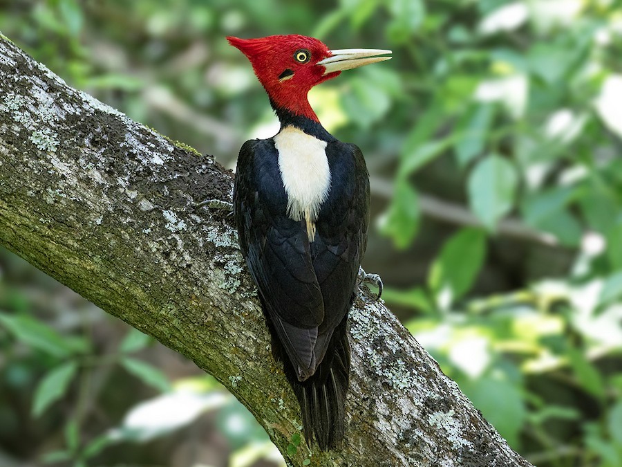 habitat do pica-pau-de-barriga-preta