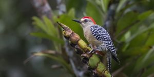 habitat do pica-pau-de-coroa-vermelha