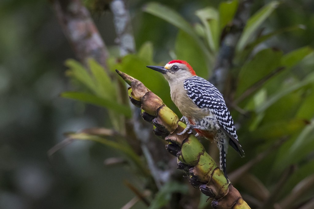 habitat do pica-pau-de-coroa-vermelha