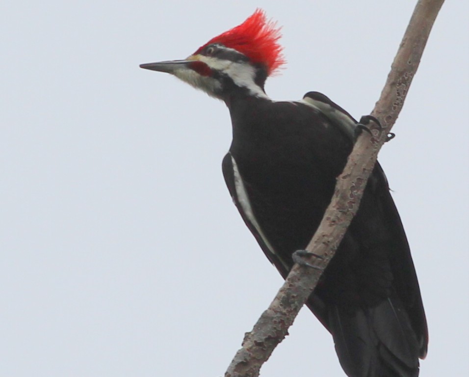 habitat do pica-pau-de-penacho-vermelho