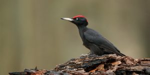 habitat do pica-pau-preto