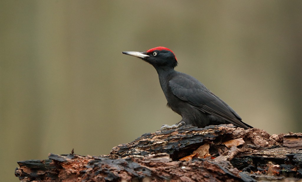 habitat do pica-pau-preto