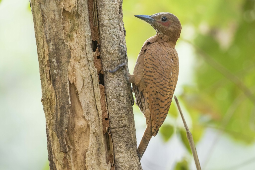 habitat do pica-pau ruivo