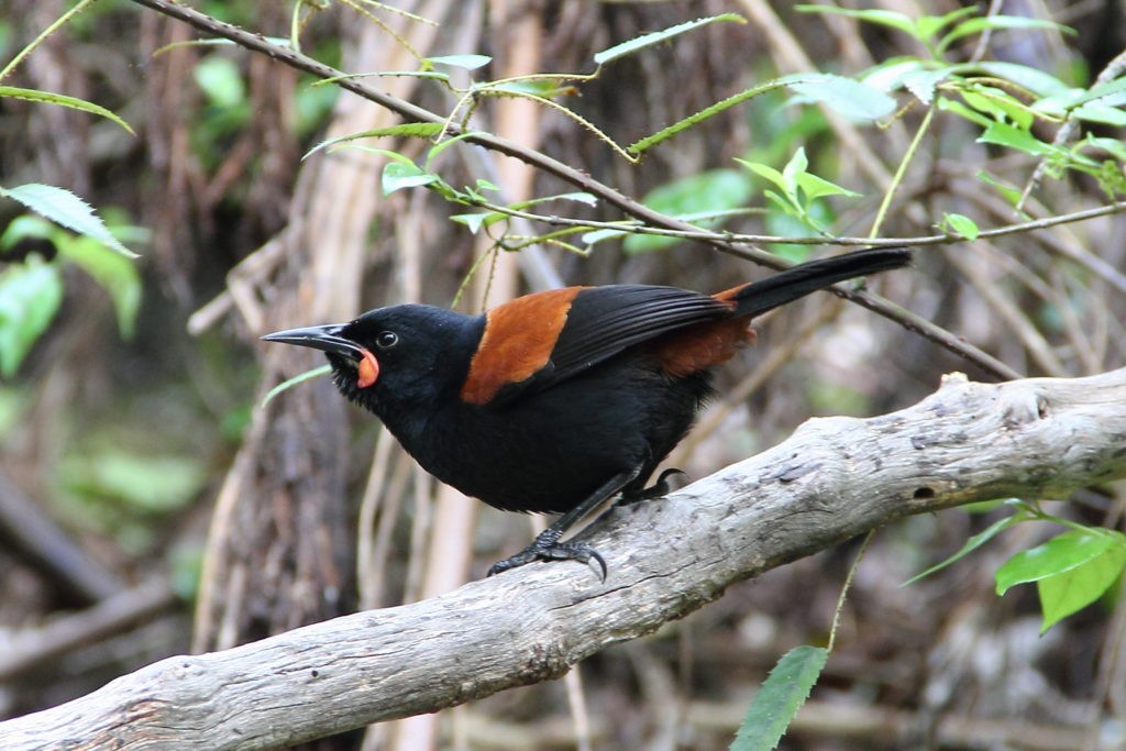 habitat do saddleback da Ilha do norte