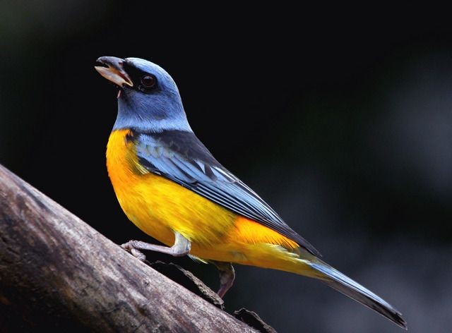 habitat do sanhacu-papa-laranja