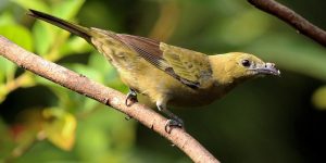 habitat do sanhacu-verde