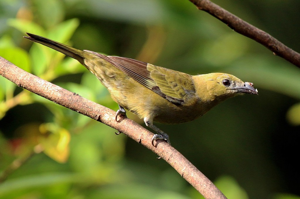 habitat do sanhacu-verde