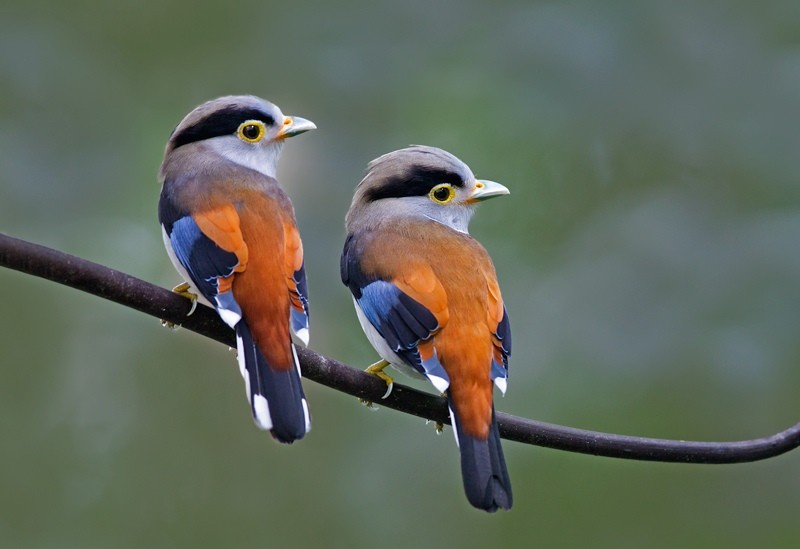 habitat do silver-breasted broadbill