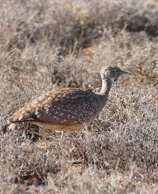 habitat do sisao do karoo