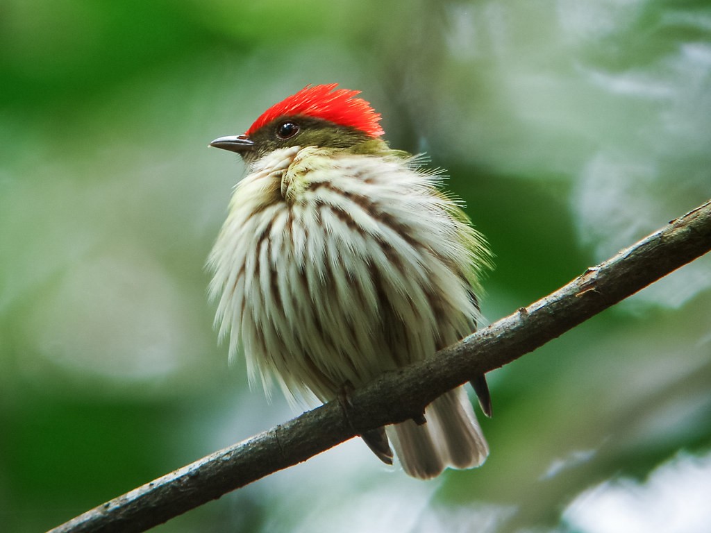 habitat do tangara-rajado