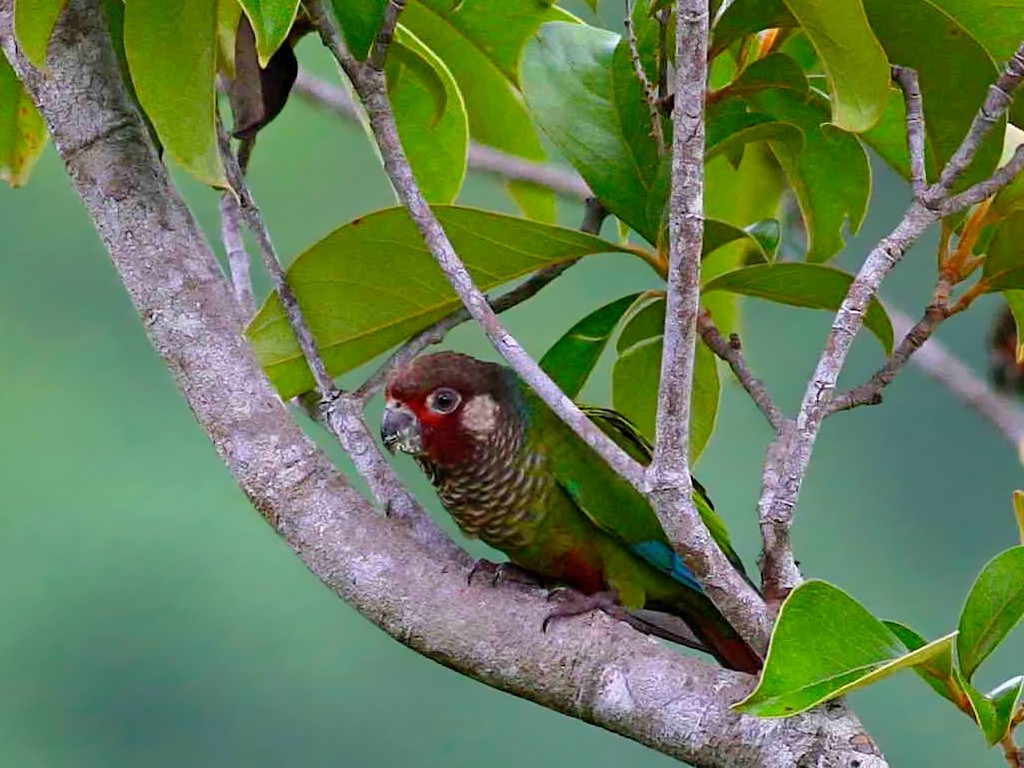 habitat do tiriba-do-madeira