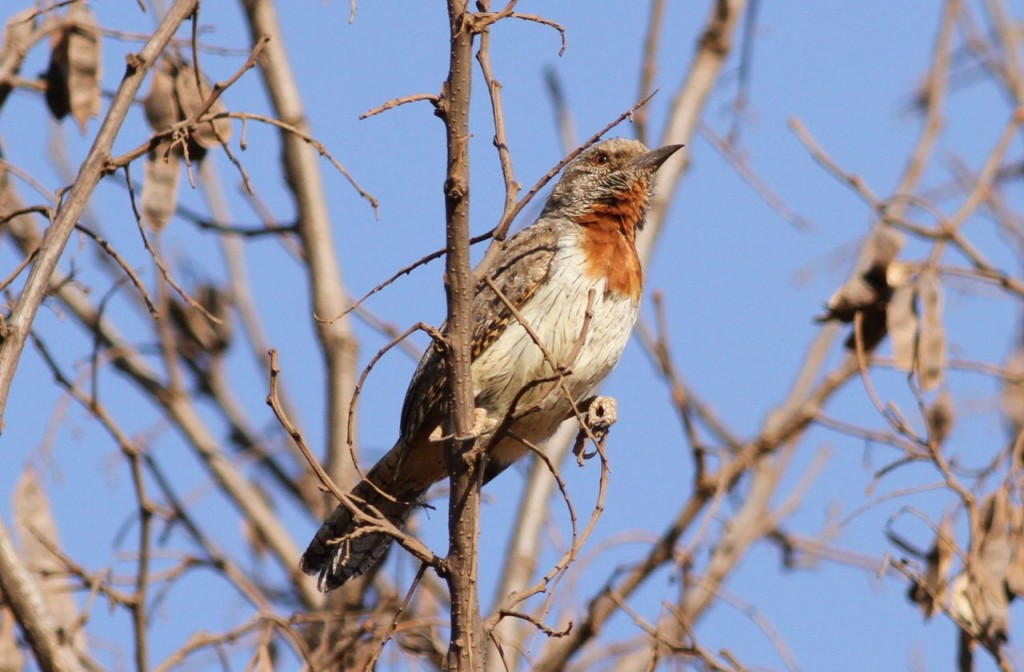 habitat do torcicolo-de-garganta-castanha